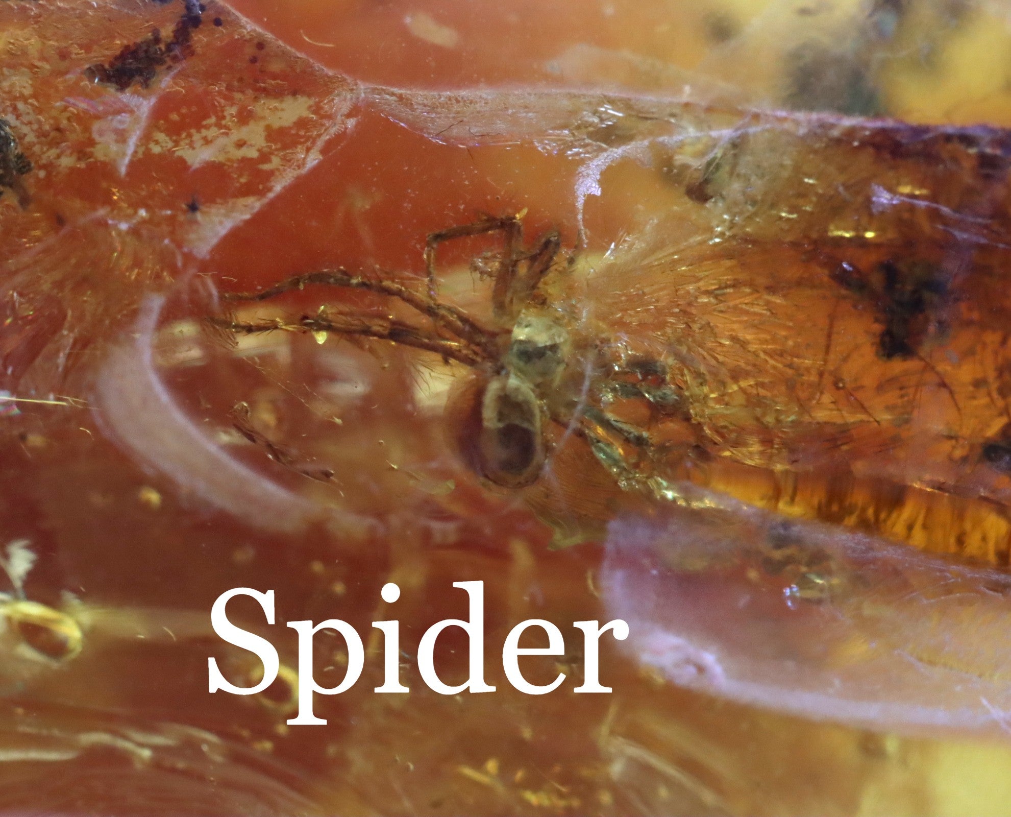 Unusual Piece Of Large Baltic Amber With A Spider And 2 X Fly Inclusions