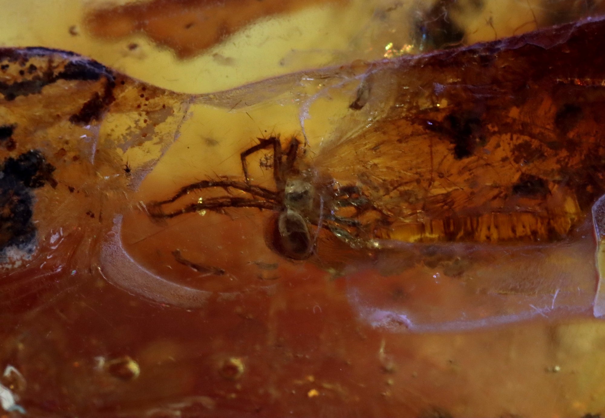 Unusual Piece Of Large Baltic Amber With A Spider And 2 X Fly Inclusions