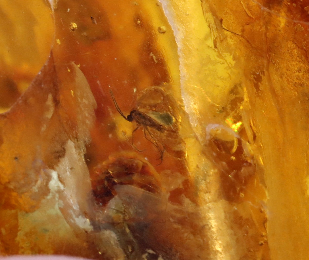 Unusual Piece Of Large Baltic Amber With A Spider And 2 X Fly Inclusions