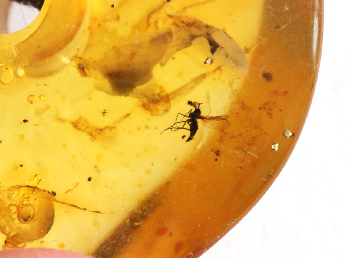 Large Natural Baltic Amber Donut Amulet Pendant with Insect Inclusion