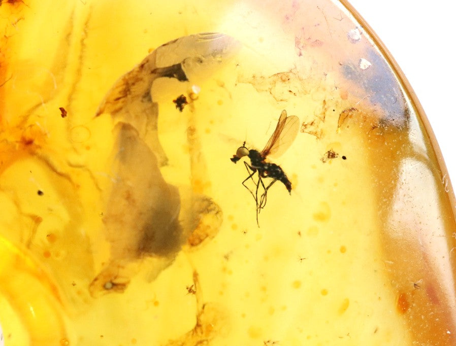 Large Natural Baltic Amber Donut Amulet Pendant with Insect Inclusion