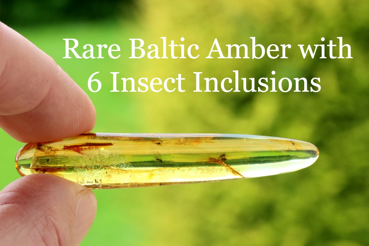 Rare Baltic Amber with 6 Insect Inclusions