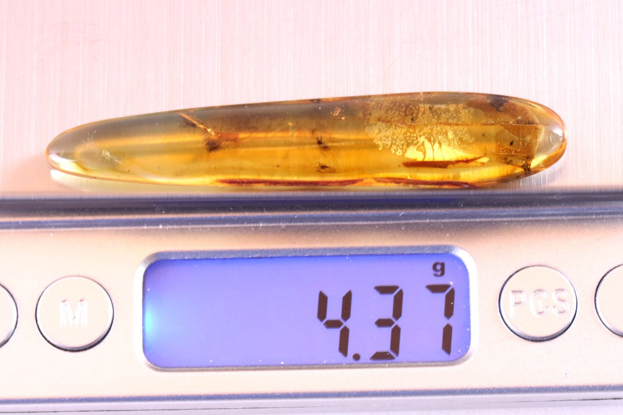 Rare Baltic Amber with 6 Insect Inclusions