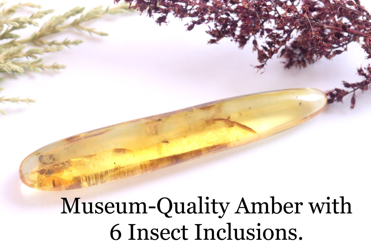 Rare Baltic Amber with 6 Insect Inclusions