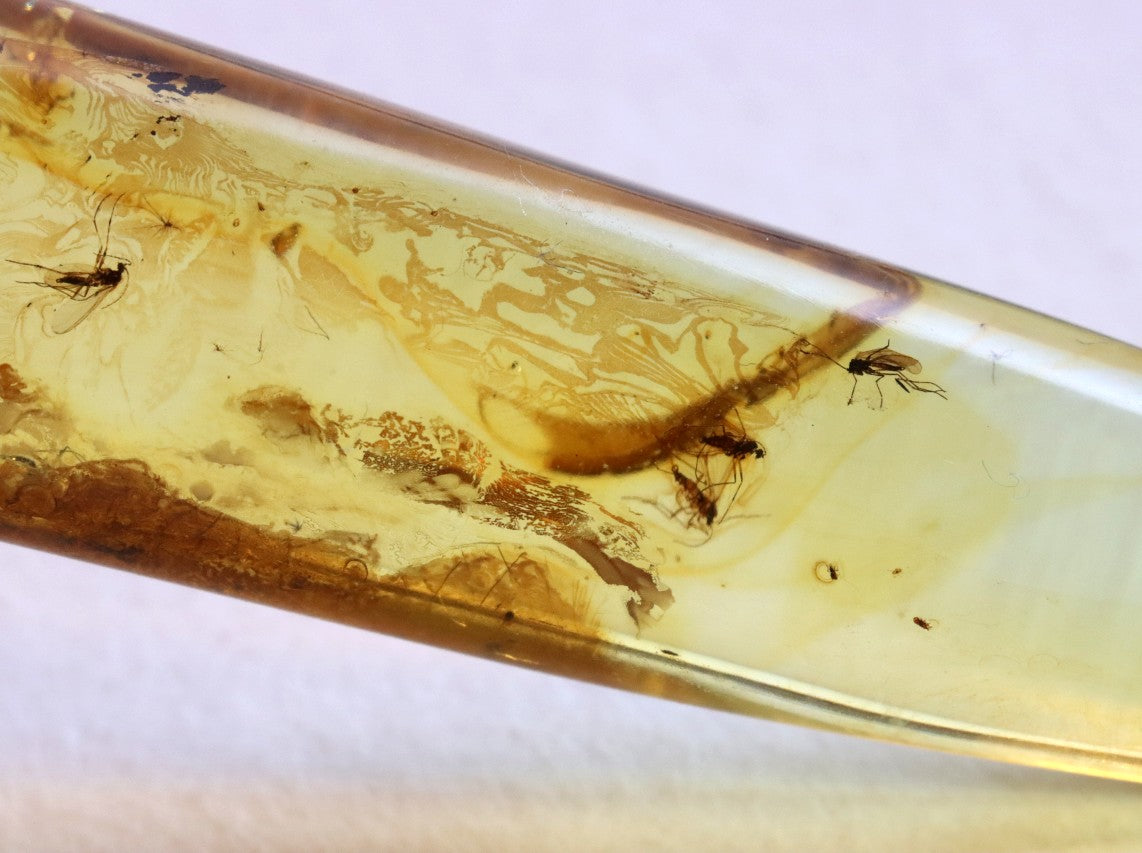 Rare Baltic Amber with 6 Insect Inclusions