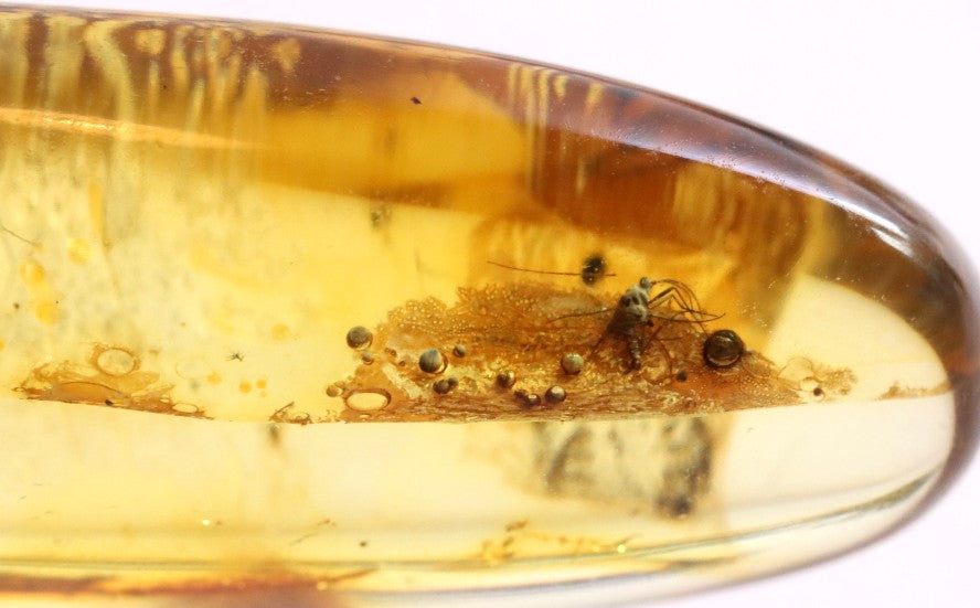 Rare Baltic Amber with 6 Insect Inclusions
