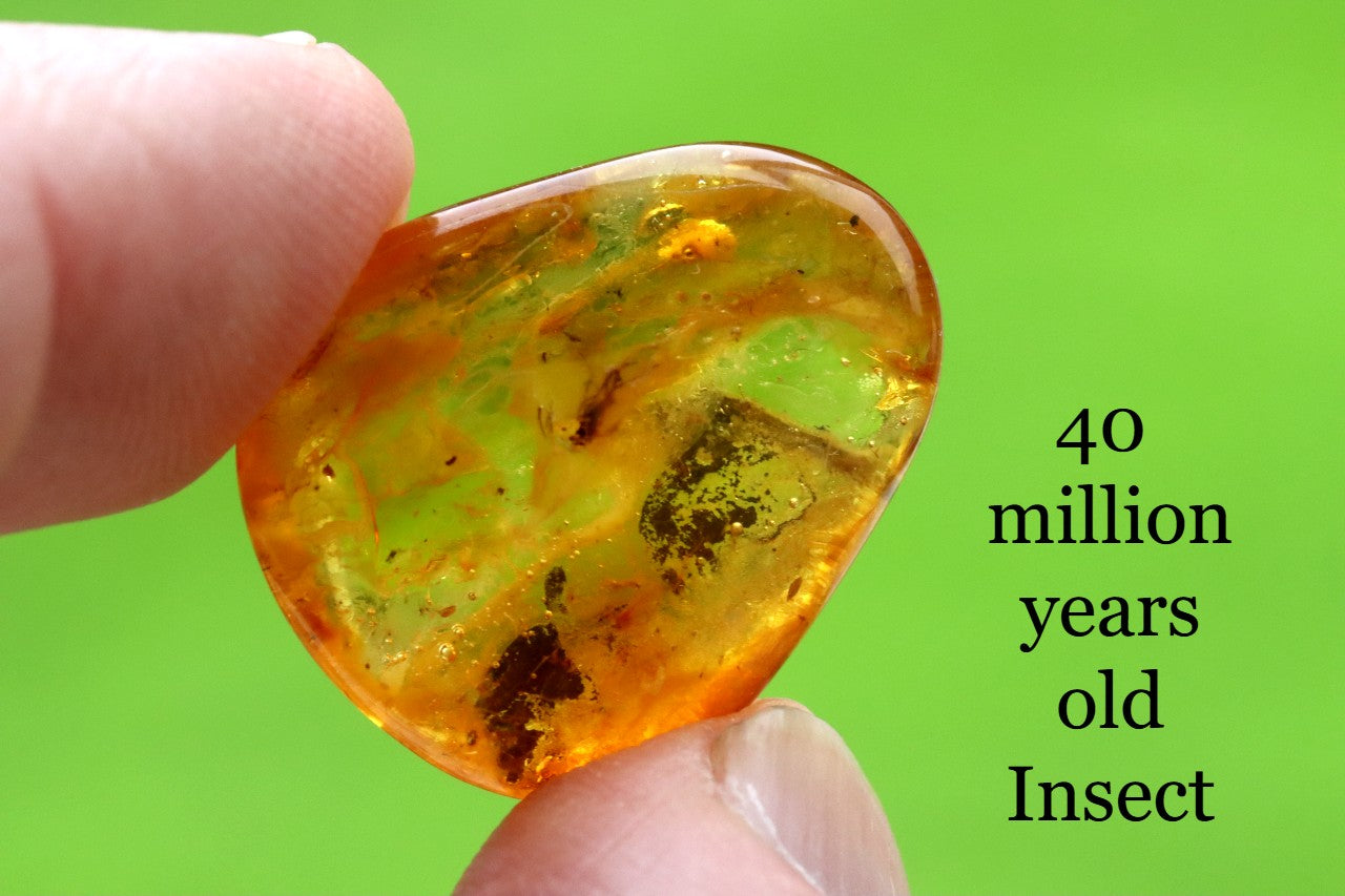 Insect Inclusion in Baltic Amber – Genuine Fossil Gem