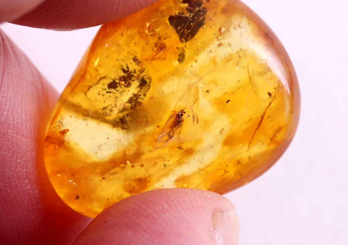 Insect Inclusion in Baltic Amber – Genuine Fossil Gem