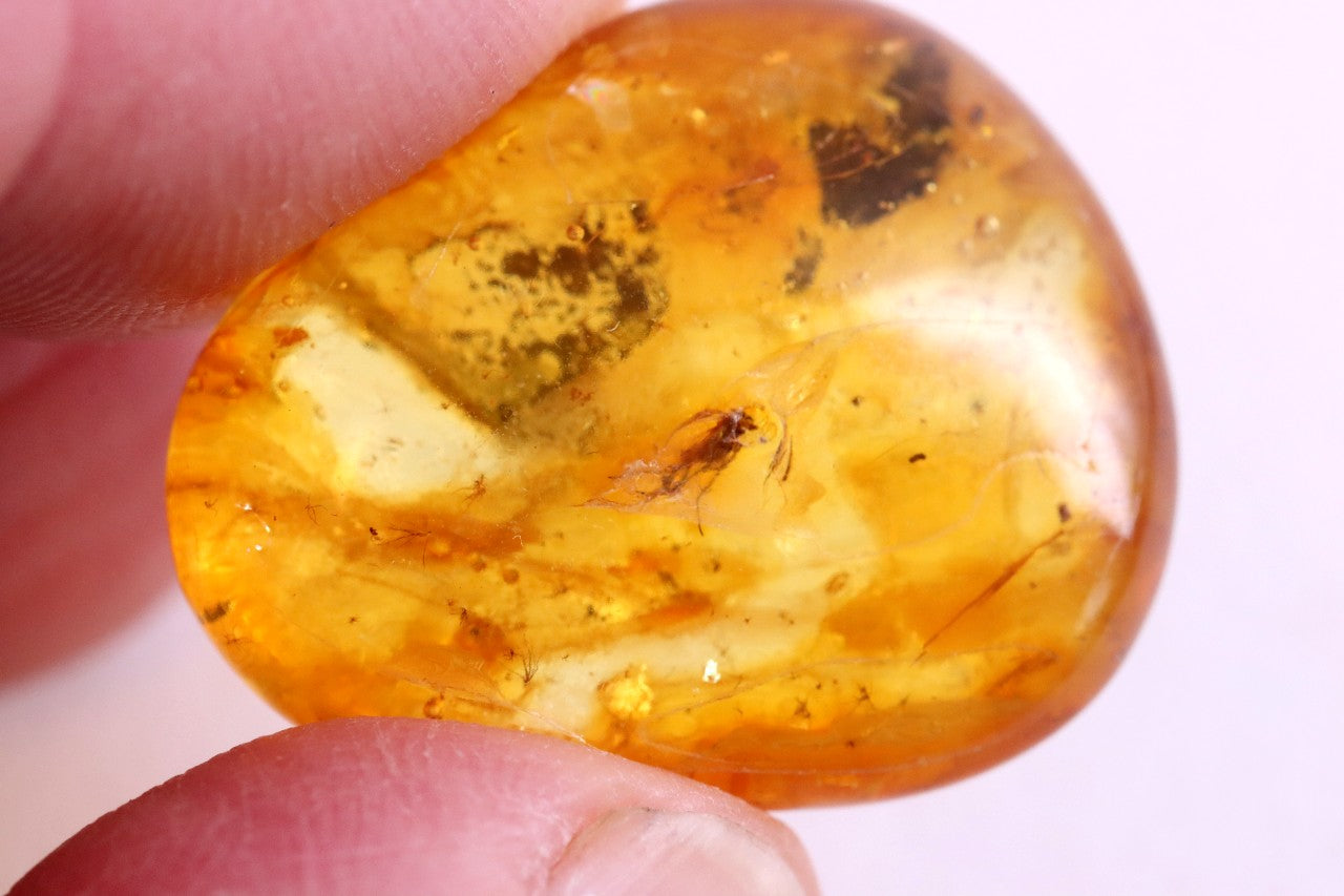 Insect Inclusion in Baltic Amber – Genuine Fossil Gem