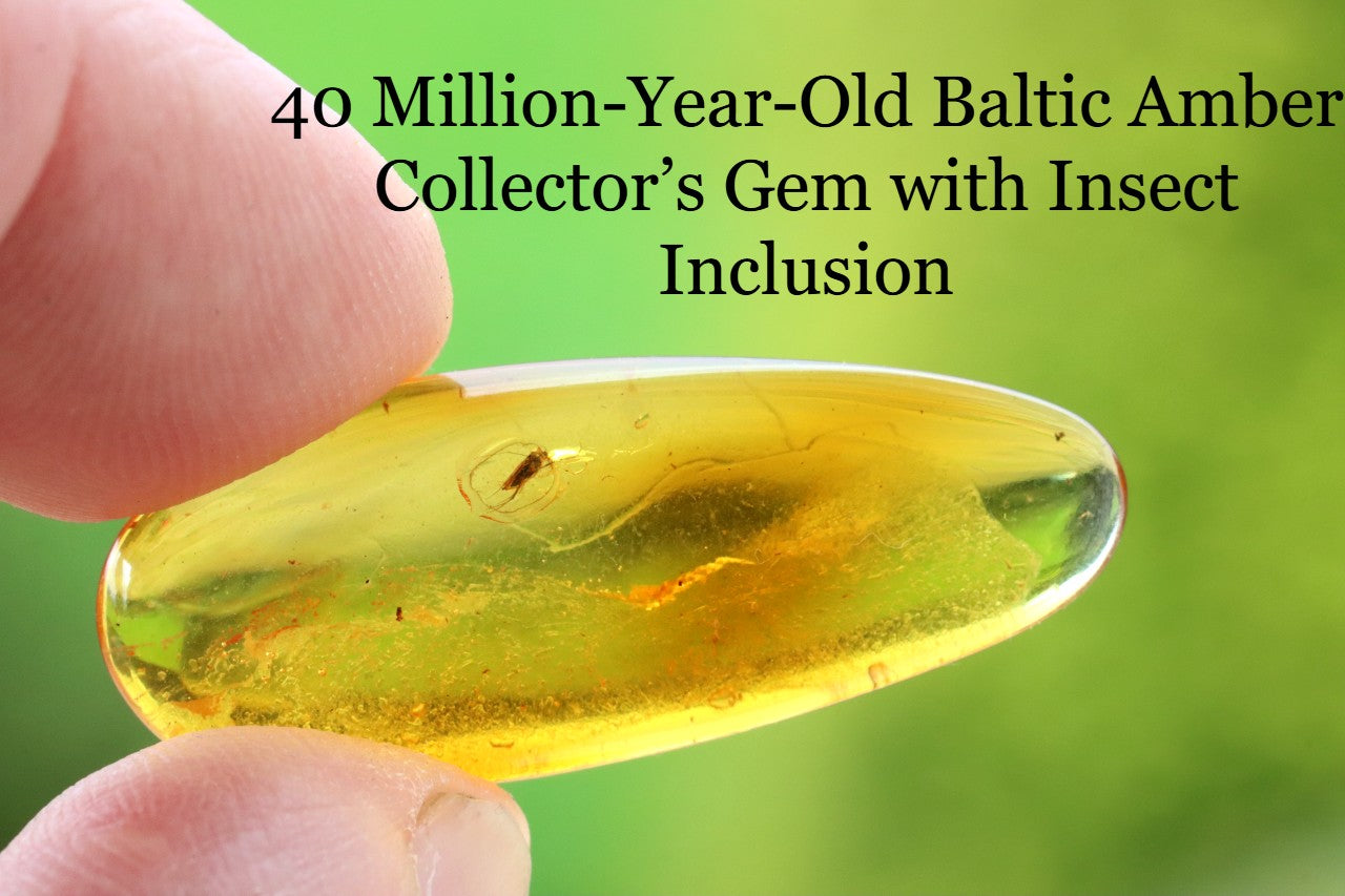 Amber with Insect Inclusion
