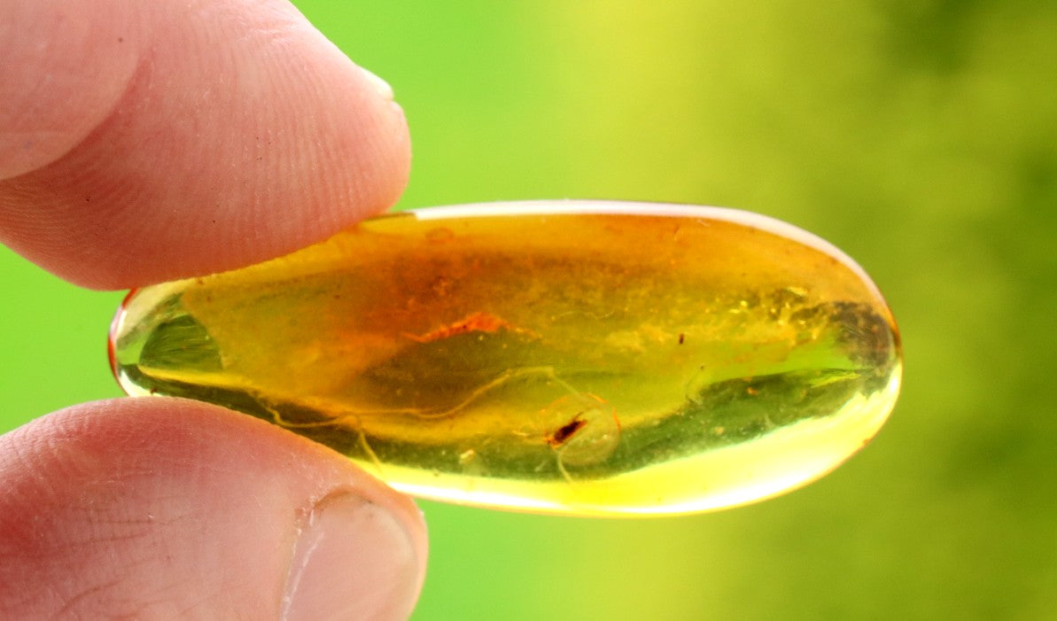 Amber with Insect Inclusion