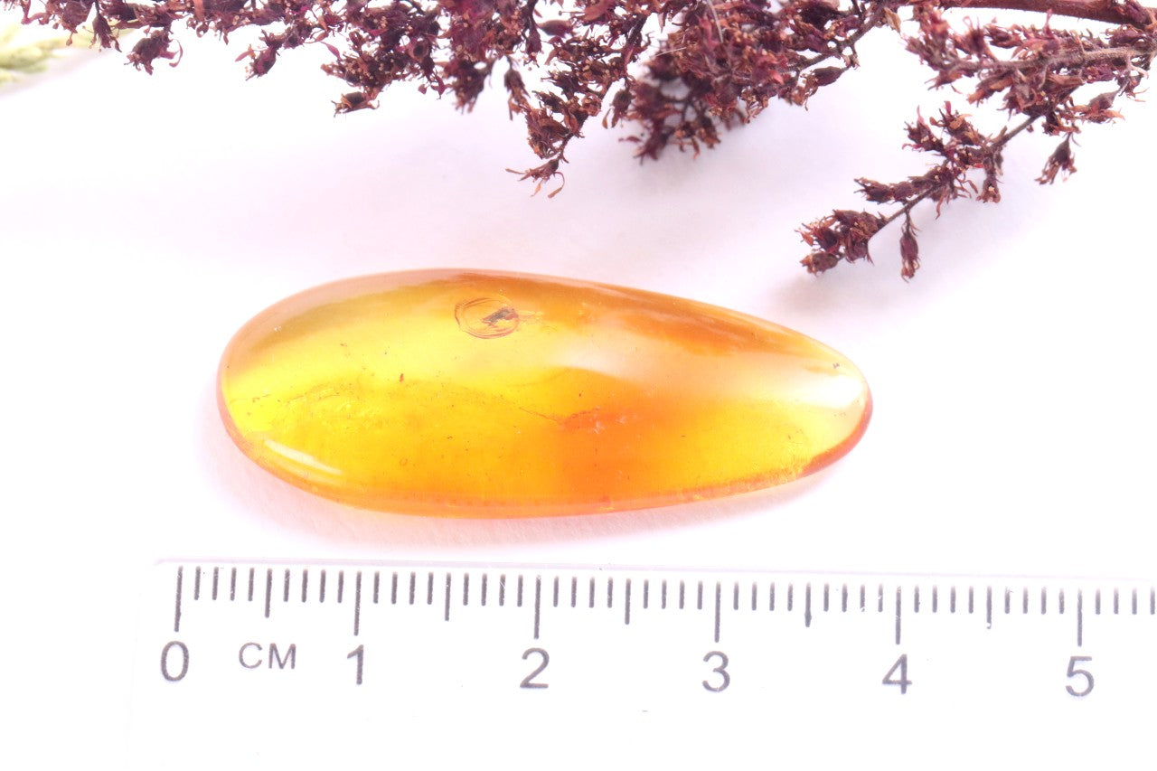 Amber with Insect Inclusion