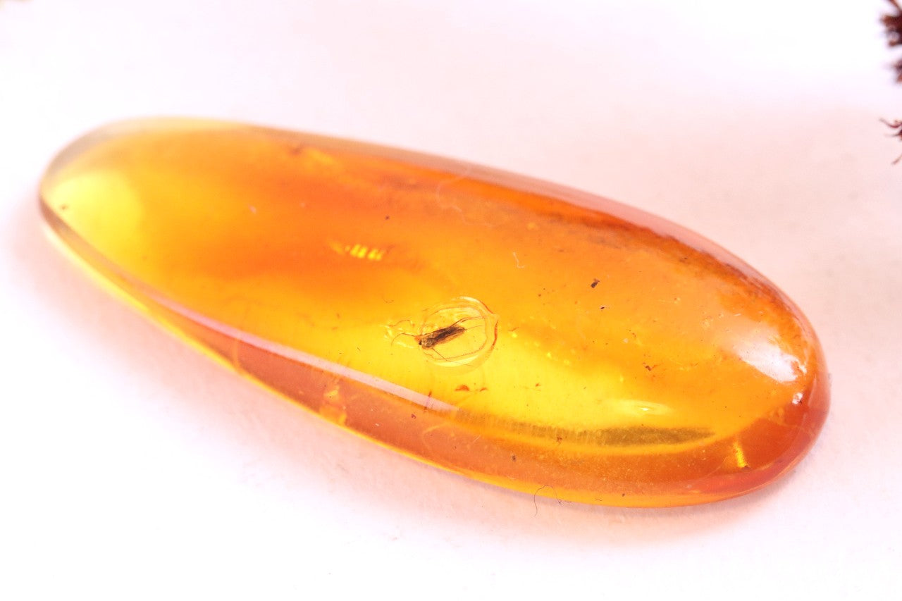 Amber with Insect Inclusion
