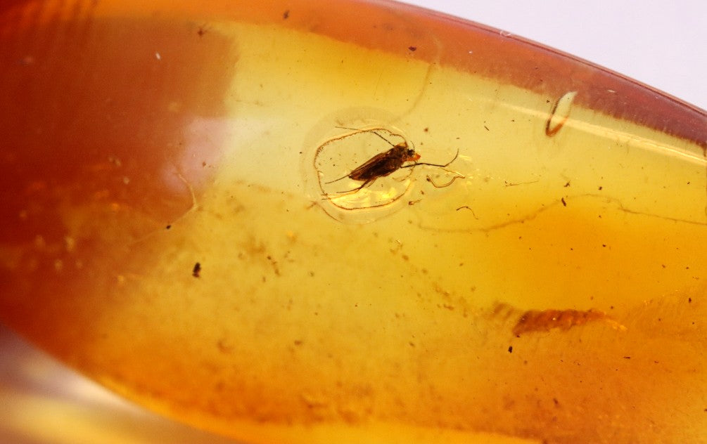 Amber with Insect Inclusion