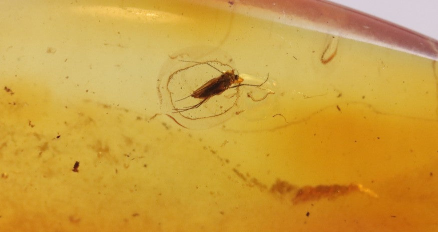 Amber with Insect Inclusion
