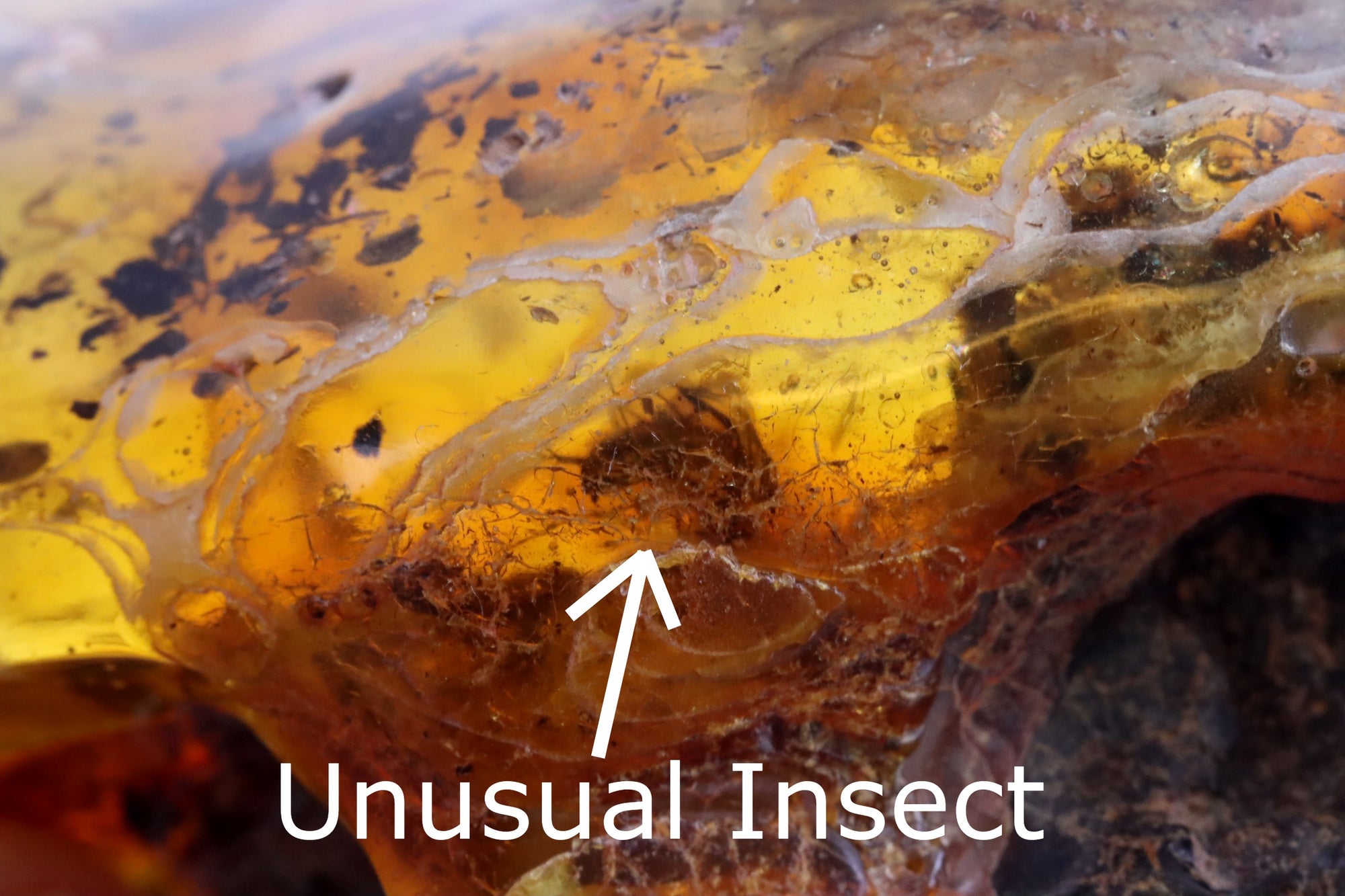 Remarkable Large Piece Of Baltic Amber With 2 X Insects Inclusions