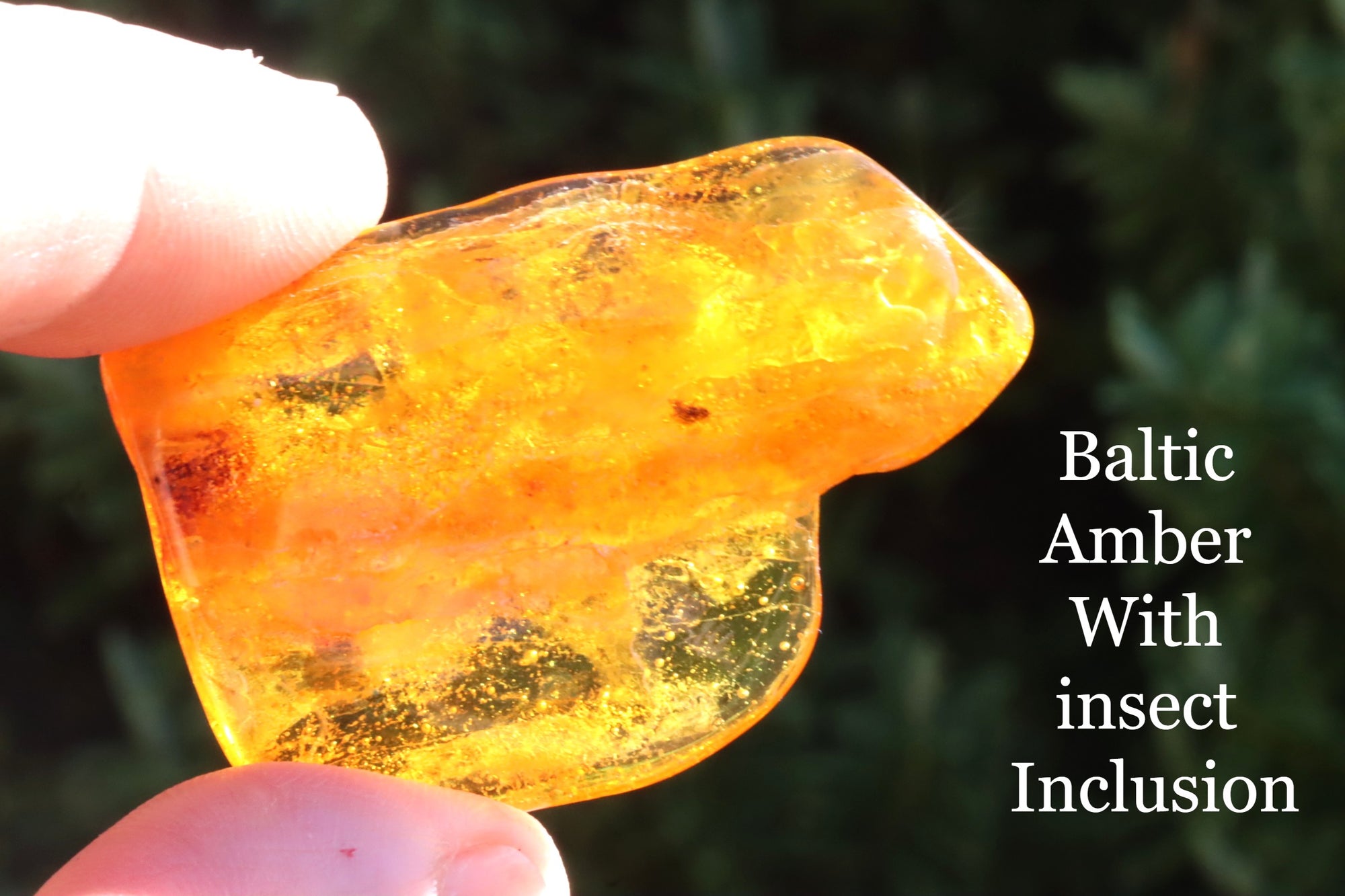 Fly Inclusion in Amber 40 million year old Baltic Amber