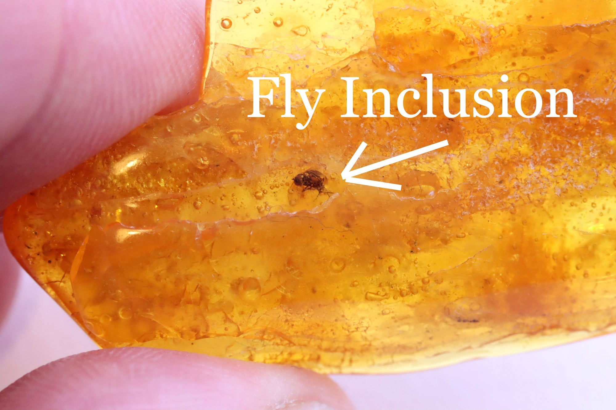 Fly Inclusion in Amber 40 million year old Baltic Amber