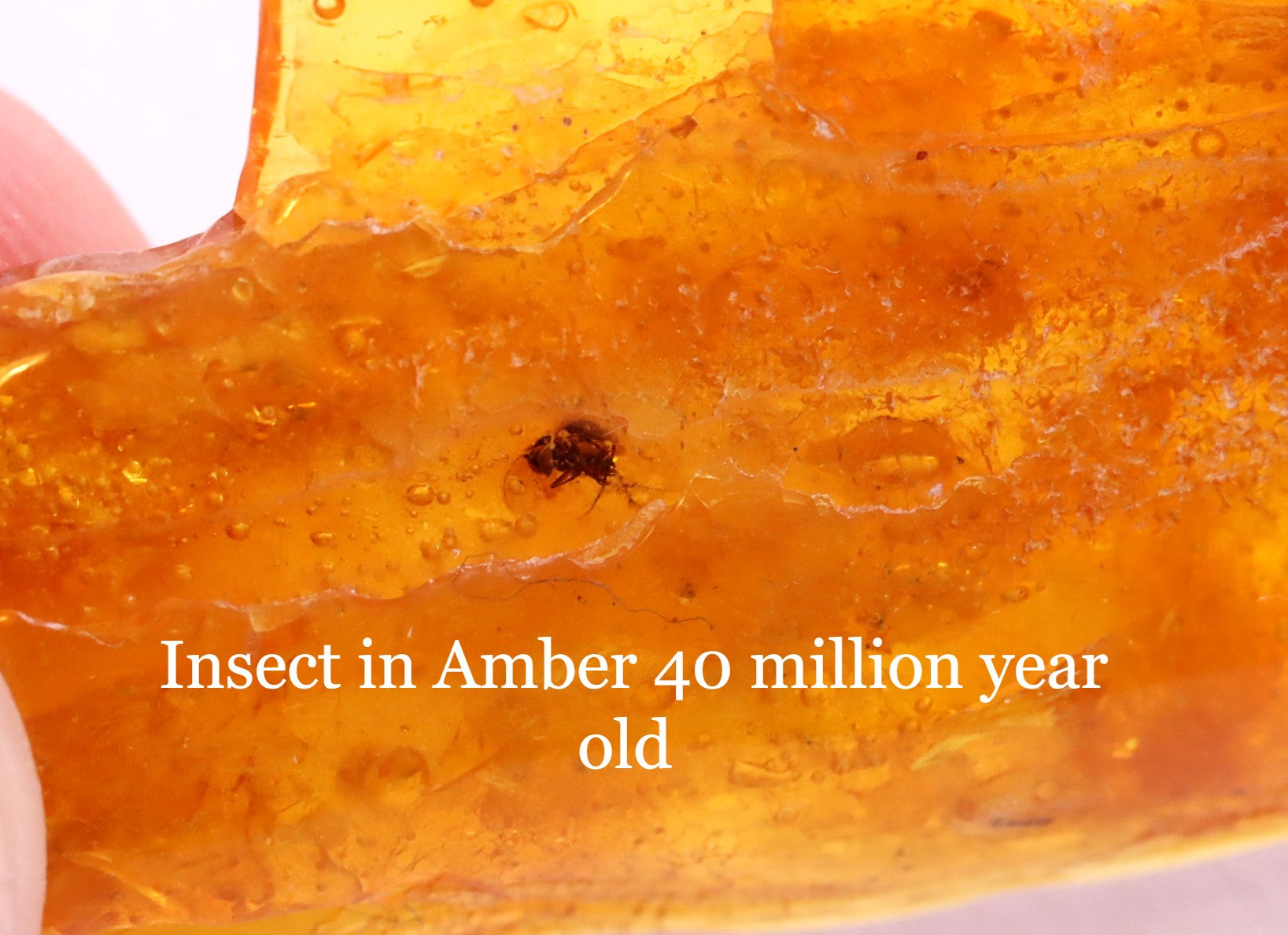 Fly Inclusion in Amber 40 million year old Baltic Amber