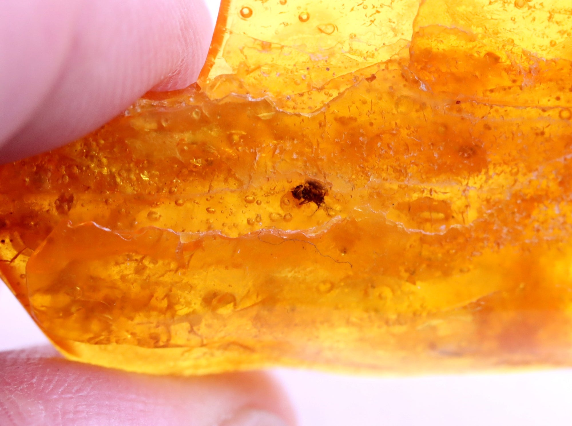 Fly Inclusion in Amber 40 million year old Baltic Amber