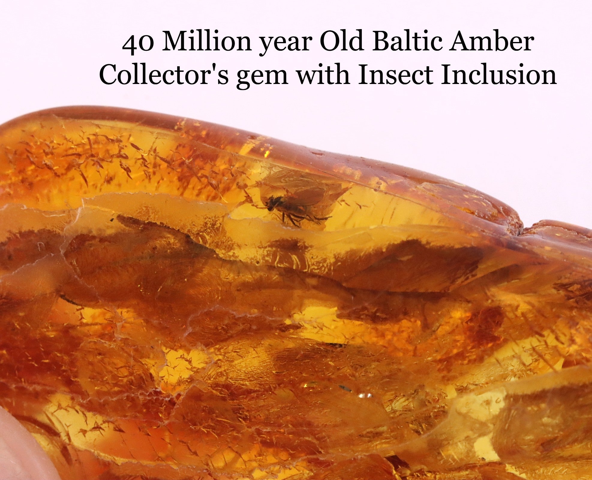 Real Amber Insect