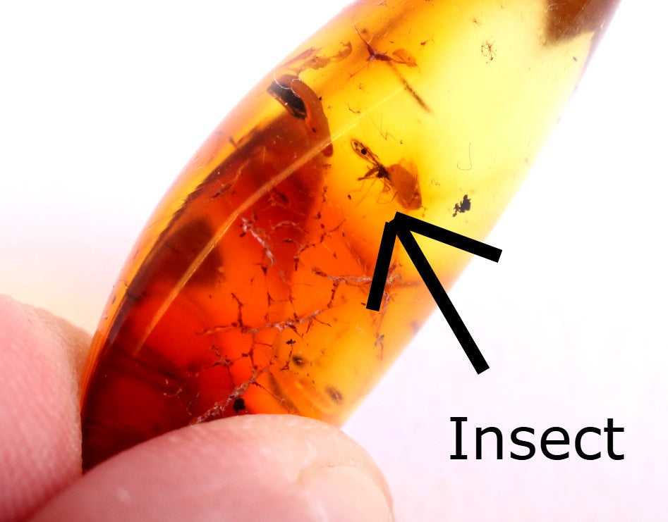 Special Offer – Set of 5 Genuine Baltic Amber Gemstones with Insect Inclusions