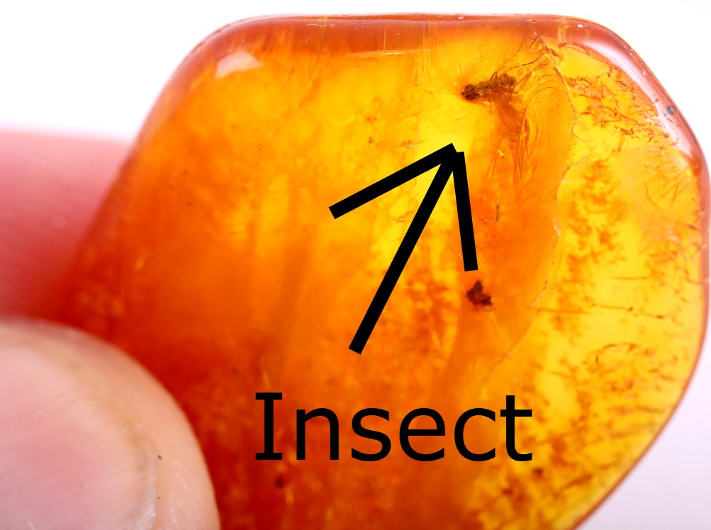 Special Offer – Set of 5 Genuine Baltic Amber Gemstones with Insect Inclusions