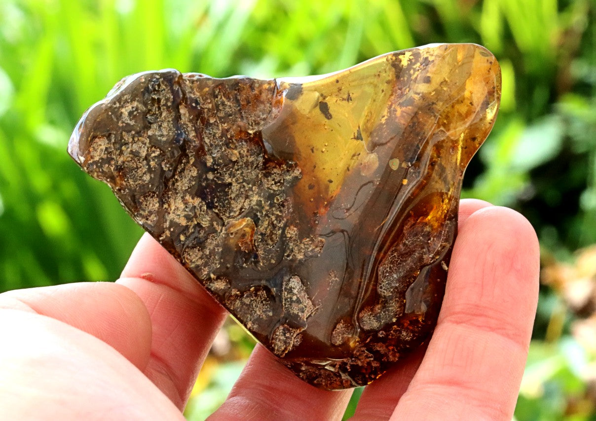 Natural Large Baltic Amber Collector’s Gem