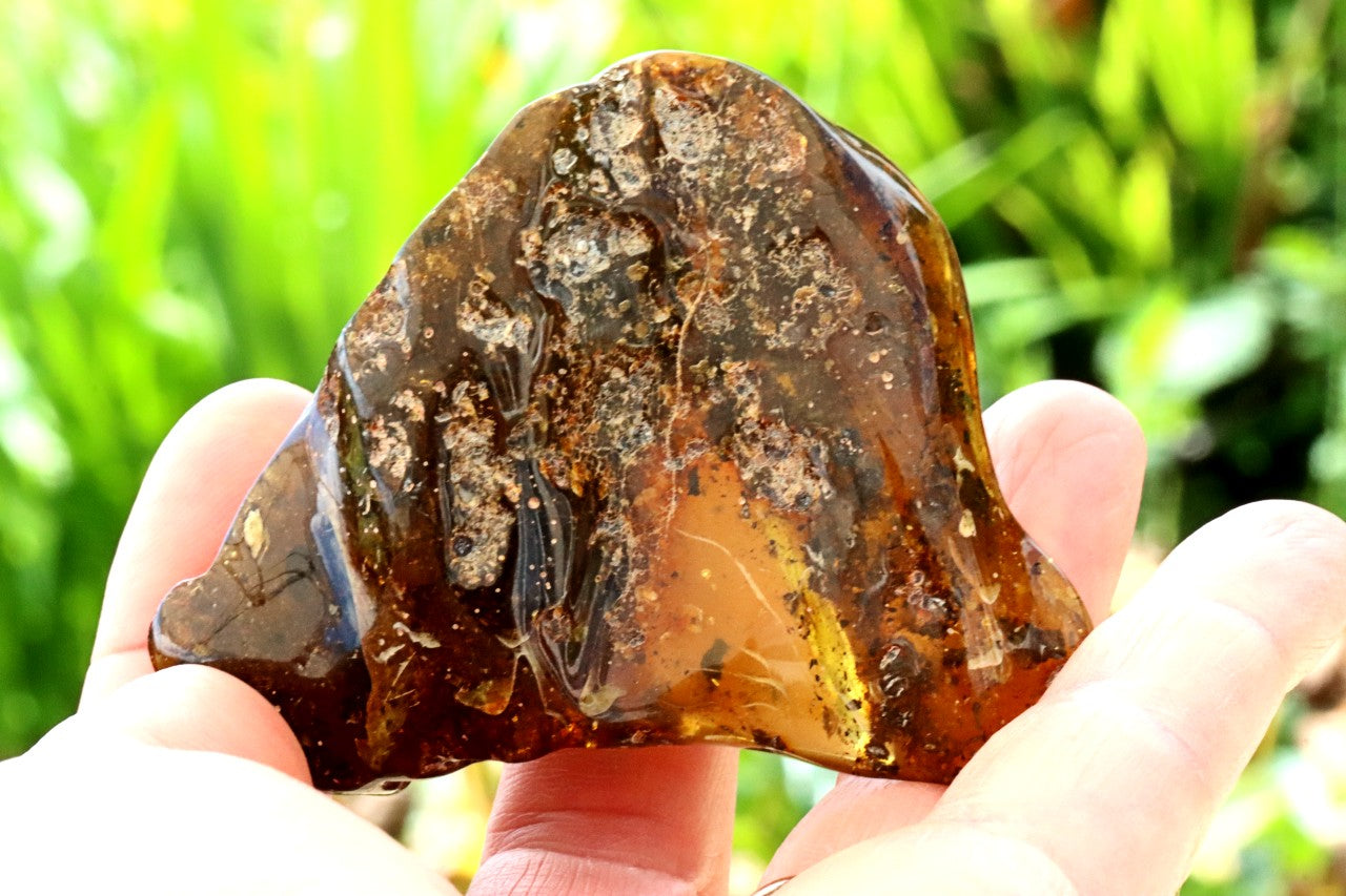 Natural Large Baltic Amber Collector’s Gem