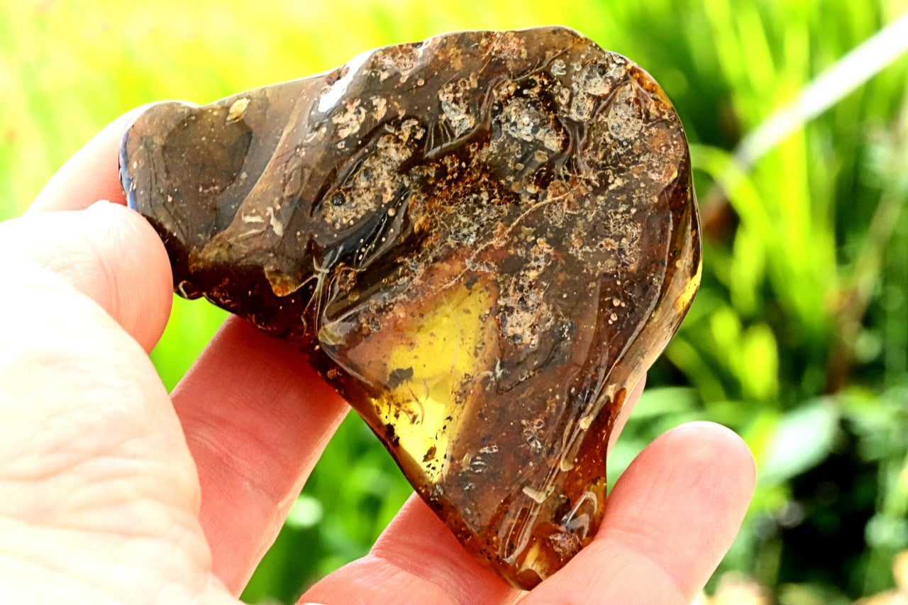 Natural Large Baltic Amber Collector’s Gem