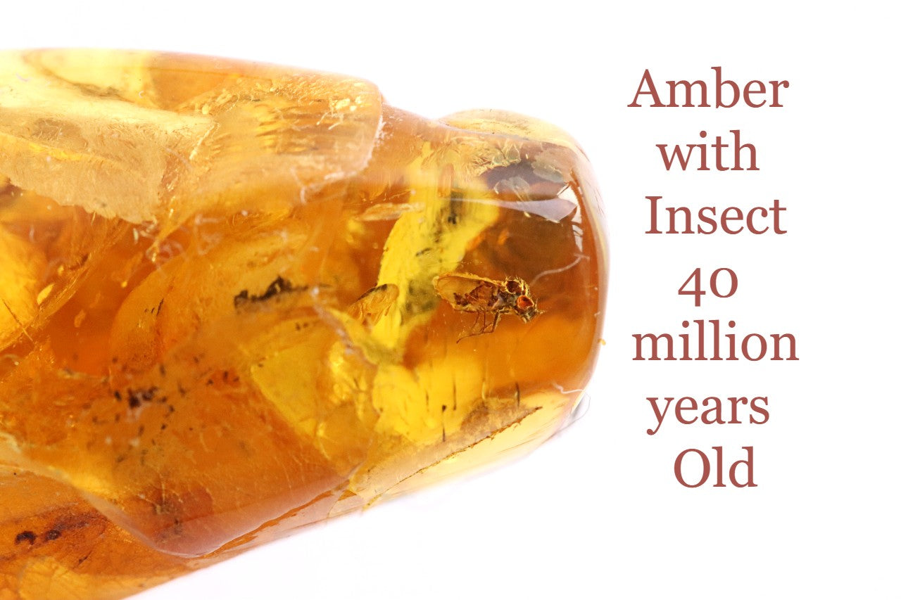 A unique Baltic amber amulet pendant featuring a fascinating insect inclusion