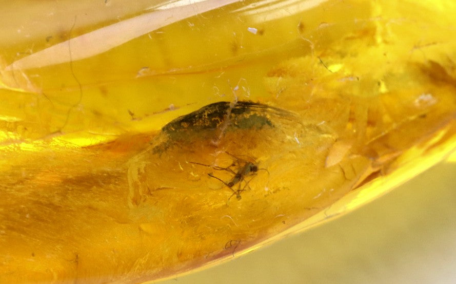 Baltic Amber Amulet with 3 Insect Inclusions & Wooden Bead –