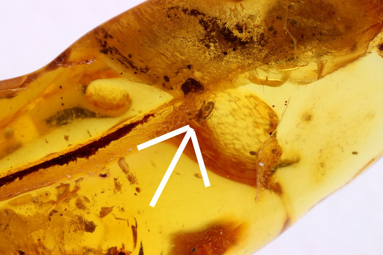Baltic Amber Amulet with 5 Insect Inclusions & Wooden Bead