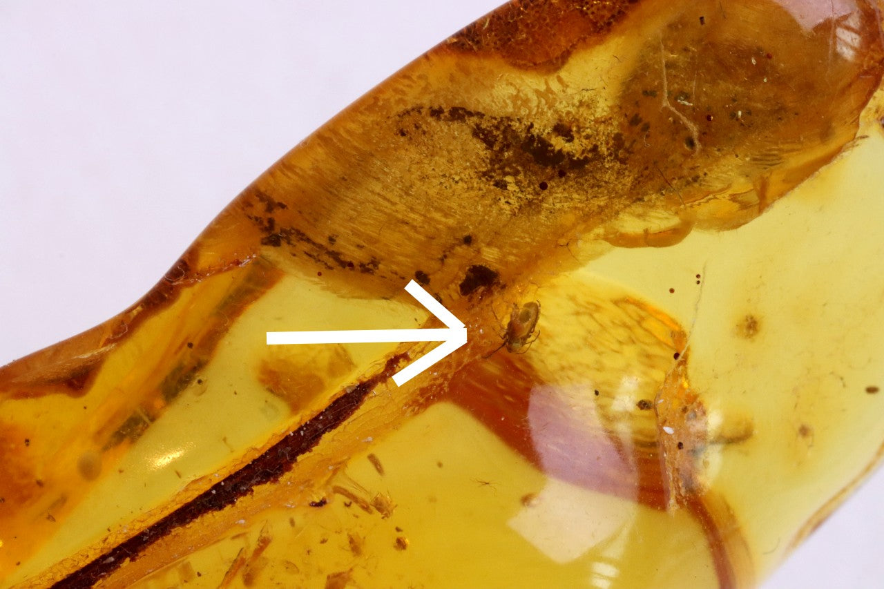 Baltic Amber Amulet with 5 Insect Inclusions & Wooden Bead