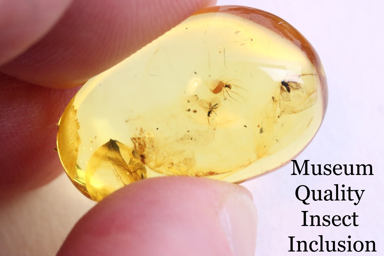 Baltic Amber Collector’s Gem with 4 Insects in this piece