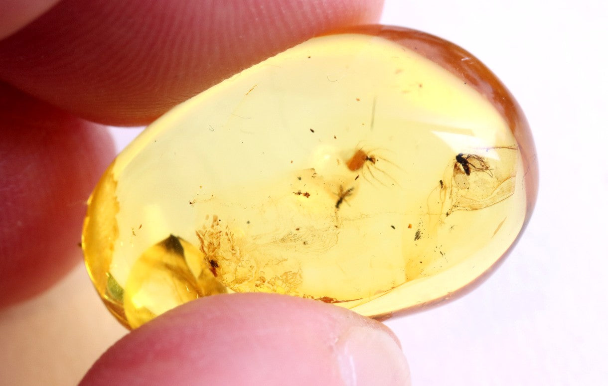 Baltic Amber Collector’s Gem with 4 Insects in this piece