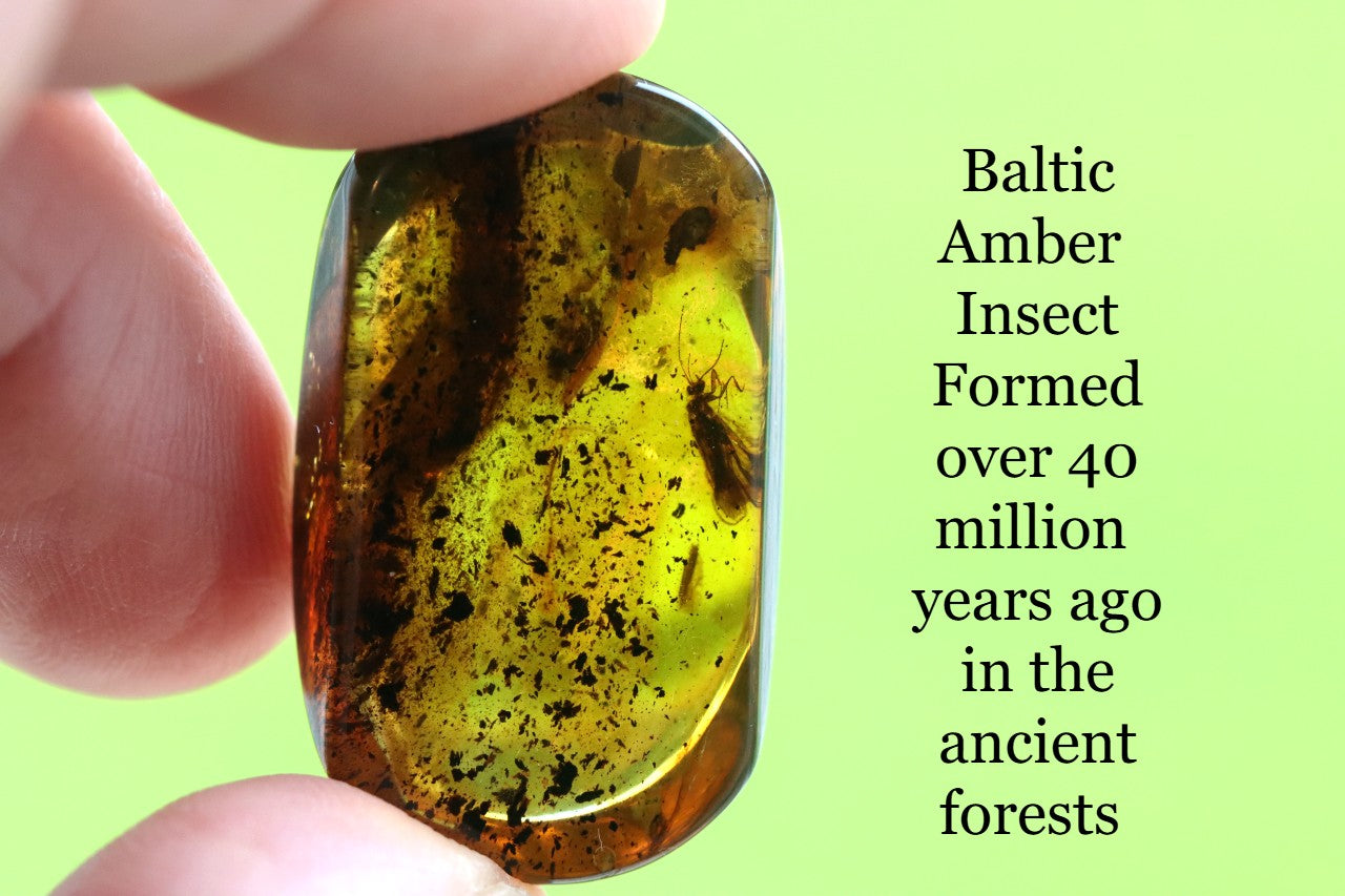 Preserved Insect in Baltic Amber