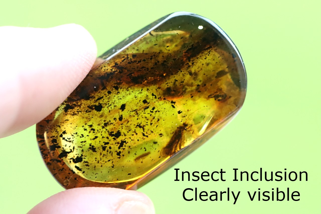 Preserved Insect in Baltic Amber