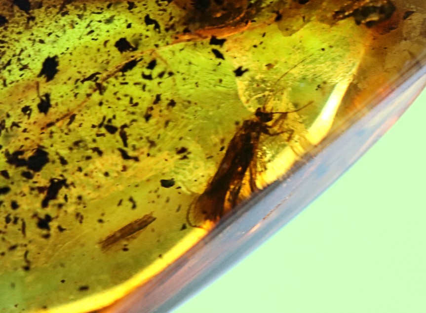 Preserved Insect in Baltic Amber