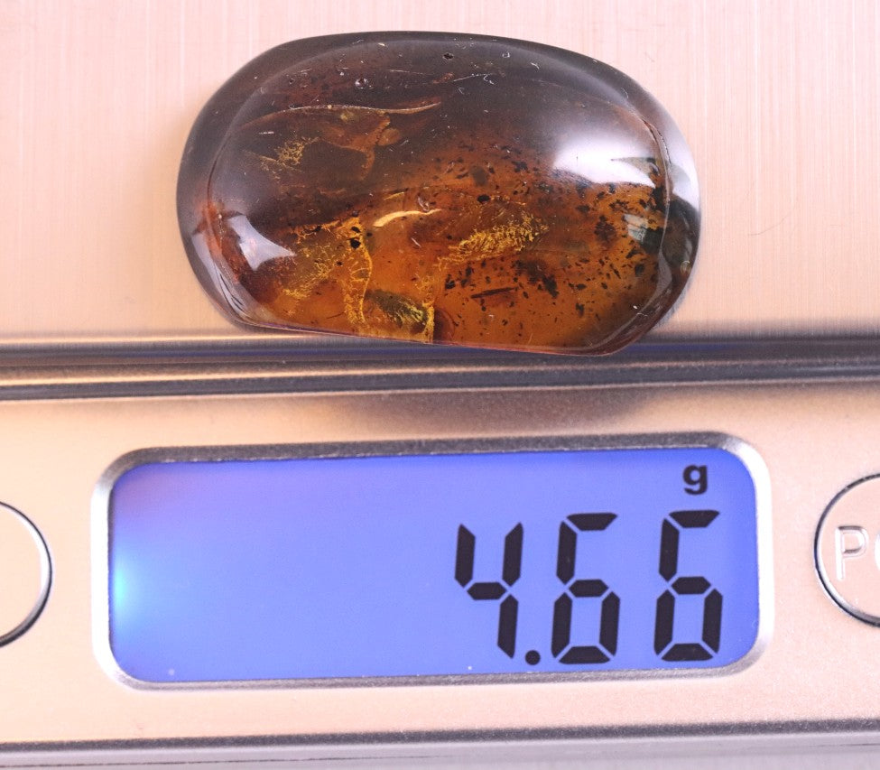 Preserved Insect in Baltic Amber