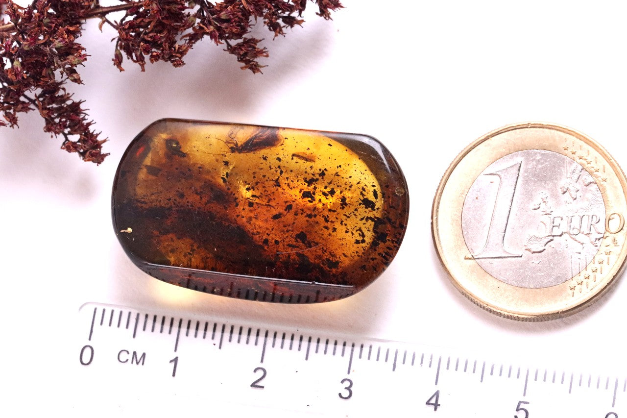 Preserved Insect in Baltic Amber