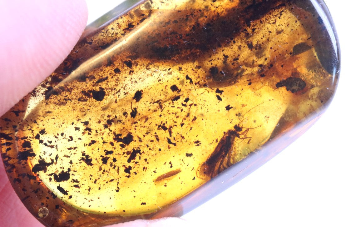 Preserved Insect in Baltic Amber