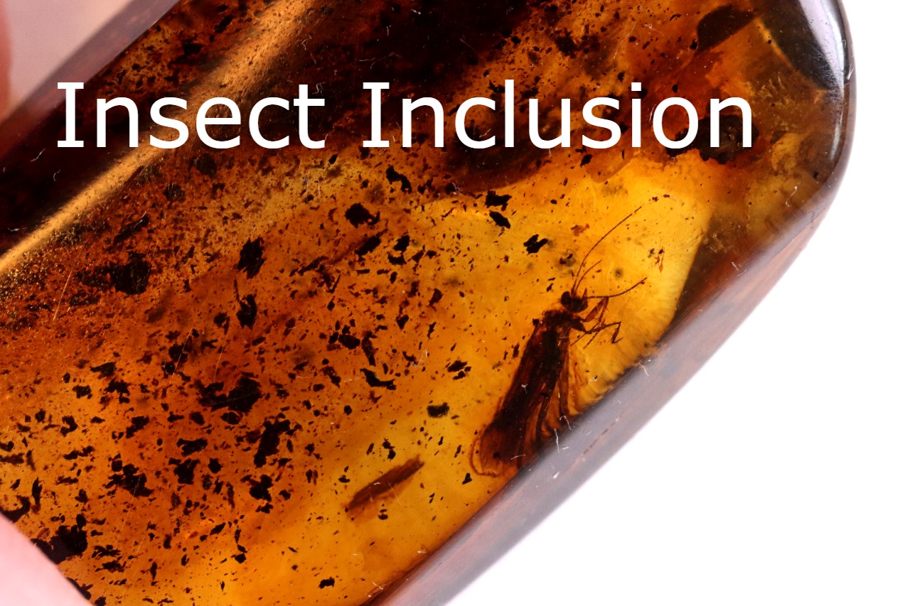 Preserved Insect in Baltic Amber