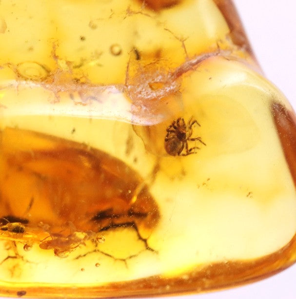Baltic Amber with Small Spider Inclusion