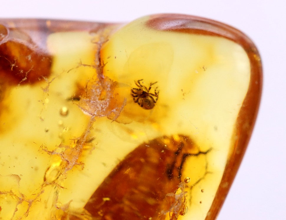 Baltic Amber with Small Spider Inclusion