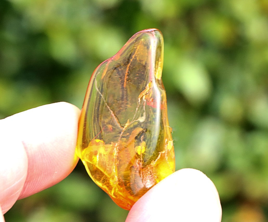 Baltic Amber Gemstone with 40 Million-Year-Old Fly Inclusion