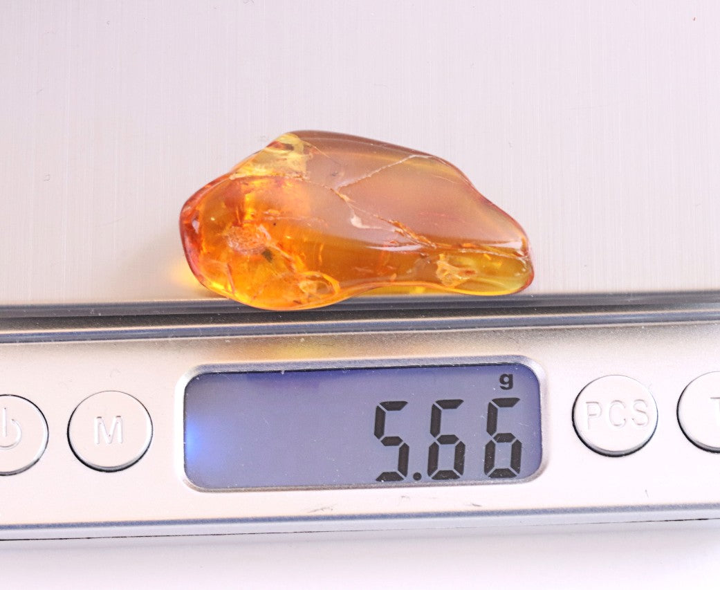 Baltic Amber Gemstone with 40 Million-Year-Old Fly Inclusion