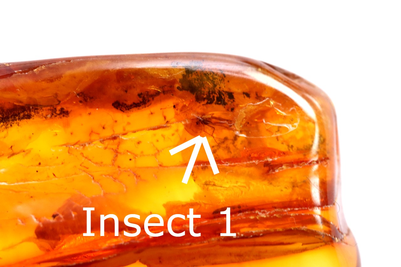 2 X Insect Inclusion in Baltic Amber – Rare Eocene Insect Fossil