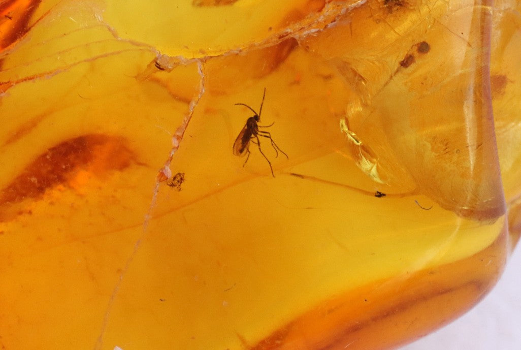 Baltic Amber Gemstone with 40 Million-Year-Old Fly Inclusion
