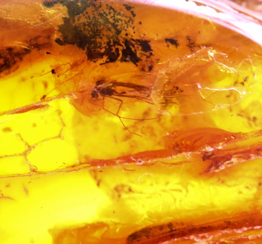 2 X Insect Inclusion in Baltic Amber – Rare Eocene Insect Fossil